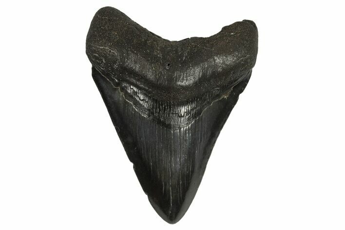 Fossil Megalodon Tooth - South Carolina #295897